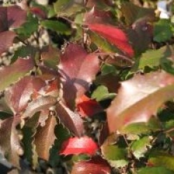 Mahonia aquifolium 'Smaragd'
