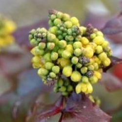 Mahonia Smaragd