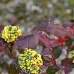 Mahonia aquifolium 'Smaragd'