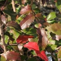 Mahonia aquifolium 'Smaragd'