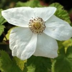 Rubus 'Beneden'