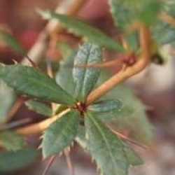 Berberis julianae
