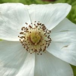 Rubus 'Beneden'