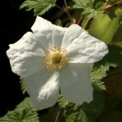 Rubus 'Beneden'