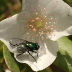Eucryphia cordifolia