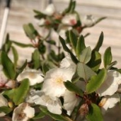 Eucryphia cordifolia