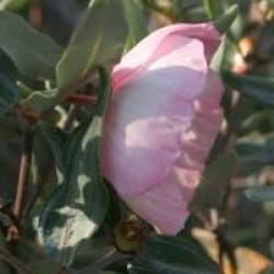 Eucryphia lucida 'Ballerina'
