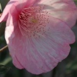 Eucryphia lucida 'Ballerina'