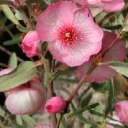 Eucryphia lucida 'Ballerina'