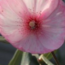 Eucryphia lucida 'Ballerina' - Eucryphia � fleurs roses