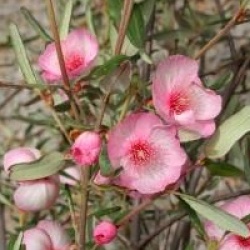 Eucryphia lucida 'Ballerina'
