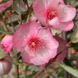 Eucryphia lucida 'Ballerina'