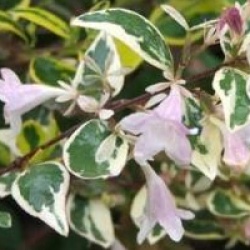 Abelia x grandiflora 'Hopleys'