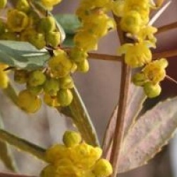 Berberis julianae