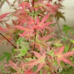 Acer palmatum 'Phoenix'