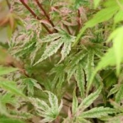 Acer palmatum 'Phoenix'
