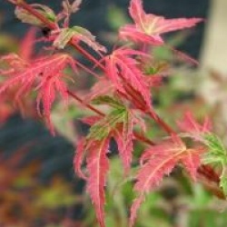Acer palmatum 'Phoenix'