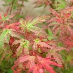 Acer palmatum 'Phoenix'