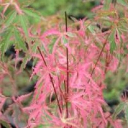 Acer palmatum 'Taylor'