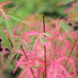 Acer palmatum 'Taylor'