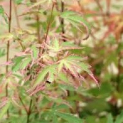 Acer palmatum 'Taylor'
