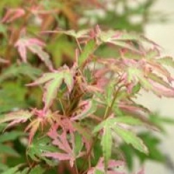 Acer palmatum 'Taylor'