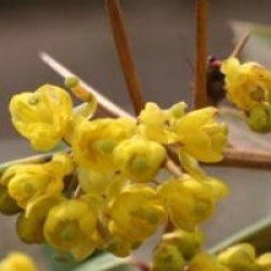 Berberis julianae