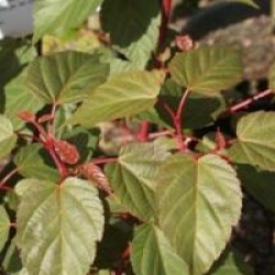 Acer davidii 'Georges Forrest'