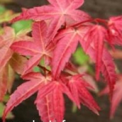Acer palmatum 'Beni-maiko'