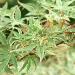 Acer palmatum 'Butterfly'