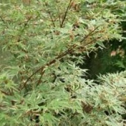 Acer palmatum 'Butterfly'