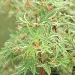 Acer palmatum 'Butterfly'