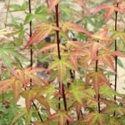 Acer palmatum 'Redwine' 