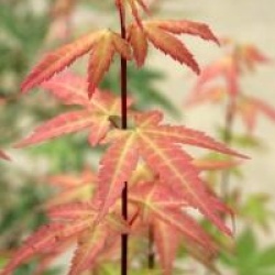 Acer palmatum 'Redwine' 