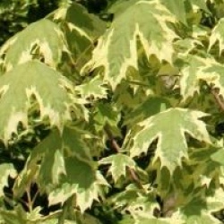 Acer platanoides 'Drummondii'