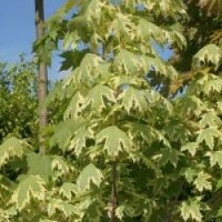 Acer platanoides 'Drummondii'