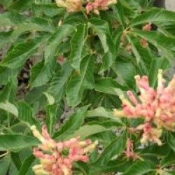 Aesculus x mutabilis 'Induta'