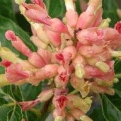 Aesculus x mutabilis 'Induta'