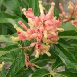 Aesculus x mutabilis 'Induta'