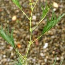 Alnus glutinosa 'Imperialis'