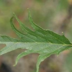Alnus glutinosa 'Imperialis'