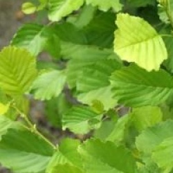 Alnus incana 'Aurea'