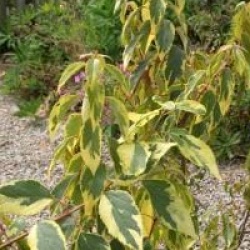 Aristotelia chinensis 'Variegata'