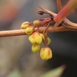 Berberis julianae
