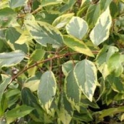 Aristotelia chinensis 'Variegata'