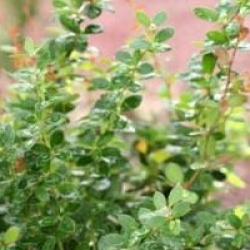 Berberis buxifolia 'Nana'