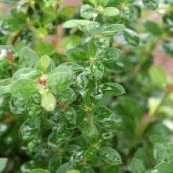 Berberis buxifolia 'Nana'
