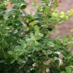 Berberis buxifolia 'Nana'