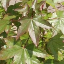 Acer x zoeschense 'Annae'