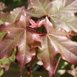 Acer x zoeschense 'Annae'
